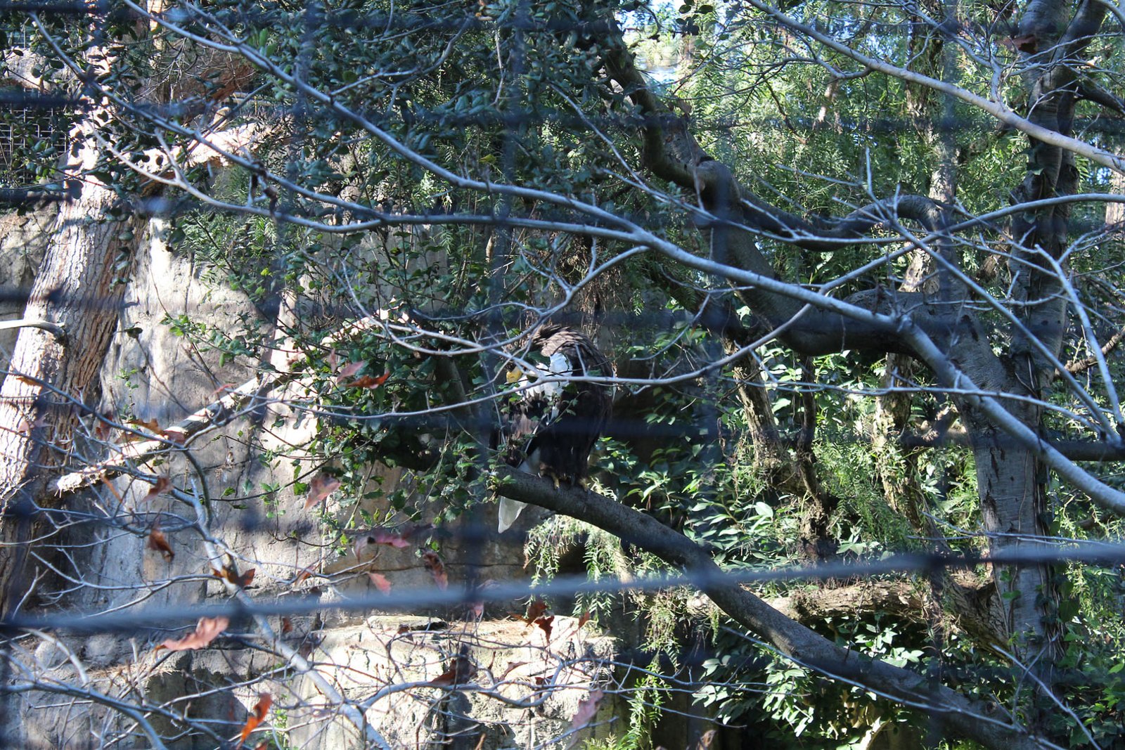 San Diego Zoo Part II 074